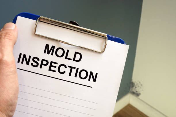 Why You Should Choose Our Mold Remediation Services in Dalworthington Gardens, TX